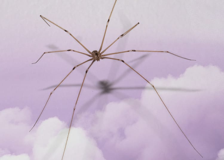 Tuesday Obituary: Daddy Long-Legs