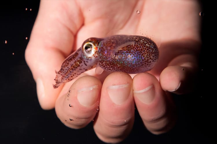 The Best Images Tagged "Bobtail Squid" in the National Institute of General Medical Sciences Archive