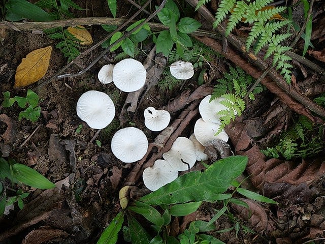 Ranking The Wikimedia Captions For Pictures of Mushrooms